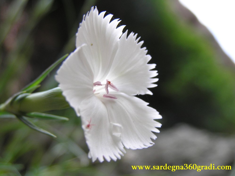 Dianthus mossanus / Garofano di Mossa